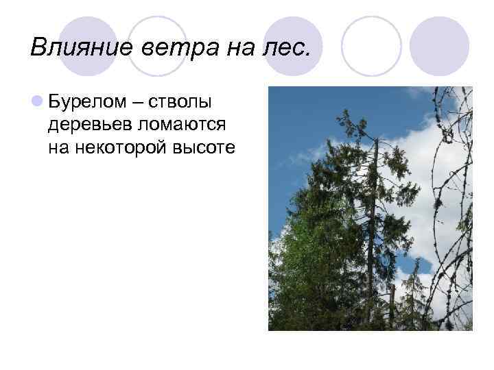 Действие ветра. Влияние ветра на лес. Влияние ветра на лес презентация. Влияние древостоя на ветер. Лес для презентации.