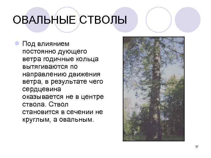 ОВАЛЬНЫЕ СТВОЛЫ l Под влиянием  постоянно дующего  ветра годичные кольца  вытягиваются