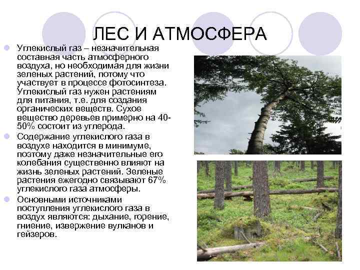 Действие лесов. Роль лесов для атмосферного воздуха. Лес и влага презентация. Состав атмосферы в лесу. Влияние леса на атмосферу.