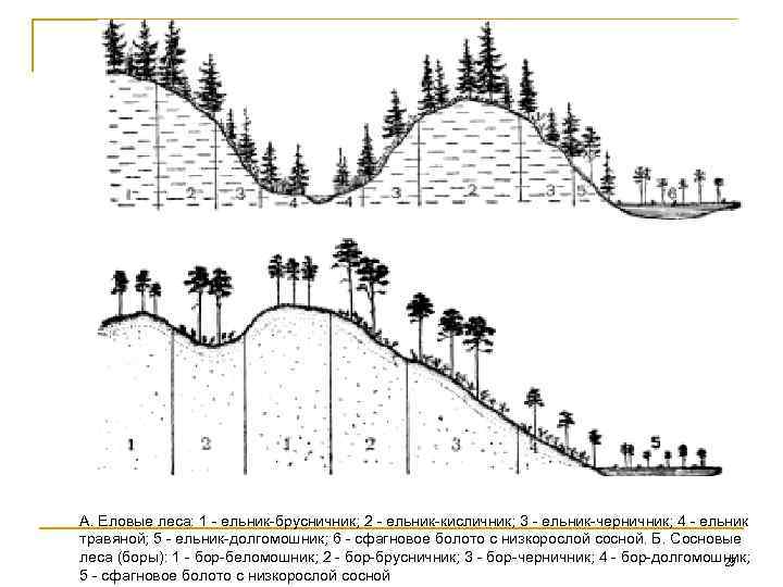 А. Еловые леса: 1 - ельник-брусничник; 2 - ельник-кисличник; 3 - ельник-черничник; 4 -