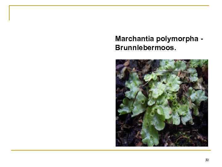 Marchantia polymorpha  Brunnlebermoos.      32 