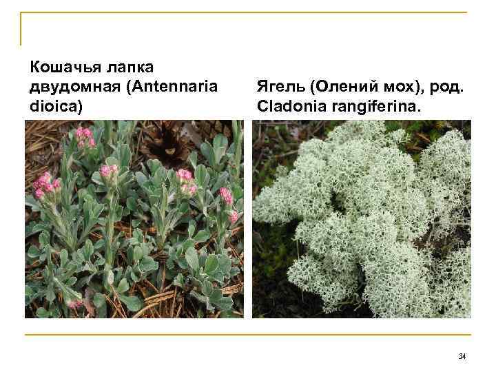 Кошачья лапка двудомная (Antennaria  Ягель (Олений мох), род. dioica)   Cladonia rangiferina.