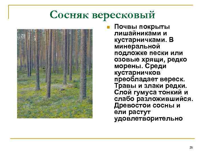 Сосняк вересковый   n  Почвы покрыты   лишайниками и  