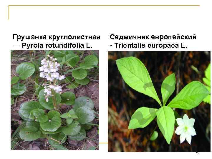 Грушанка круглолистная Седмичник европейский — Pyrola rotundifolia L. Trientalis europaea L.   