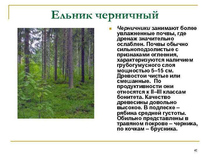 Ельник черничный   n  Черничники занимают более   увлажненные почвы, где