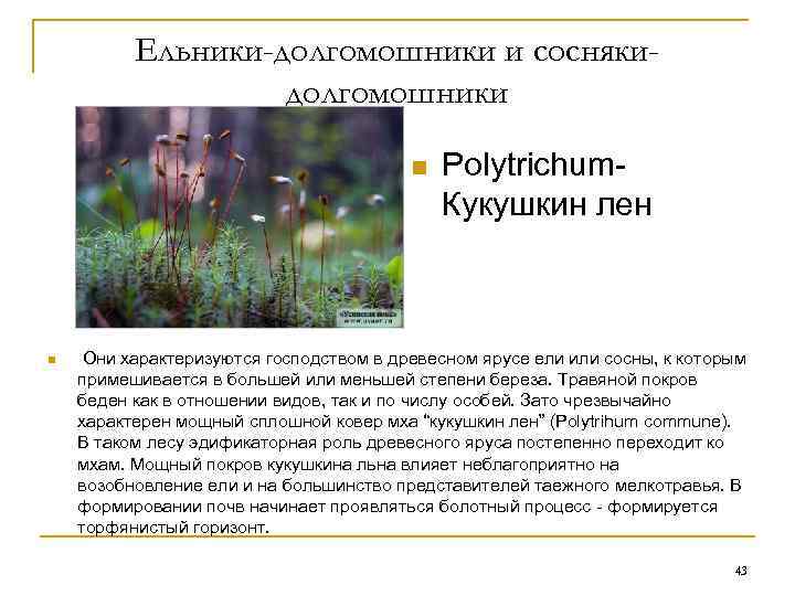    Ельники-долгомошники и сосняки-    долгомошники    n