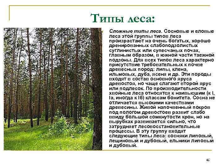 Типы лесов. Тип леса СЛПК. Типы леса Ельники. Зеленомошниковая группа типов леса. Типы сосновых лесов.