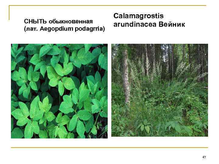      Calamagrostis СНЫТЬ обыкновенная     arundinacea Вейник