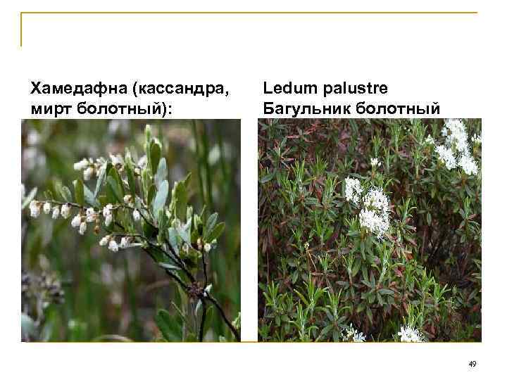 Хамедафна (кассандра,  Ledum palustre мирт болотный):   Багульник болотный   