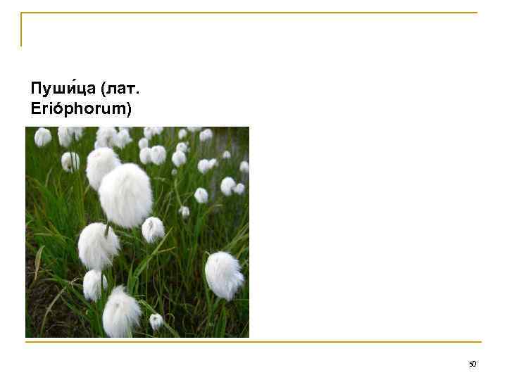 Пуши ца (лат. Erióphorum)     50 