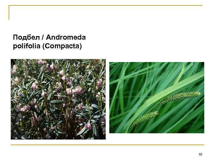 Подбел / Andromeda polifolia (Compacta)      52 