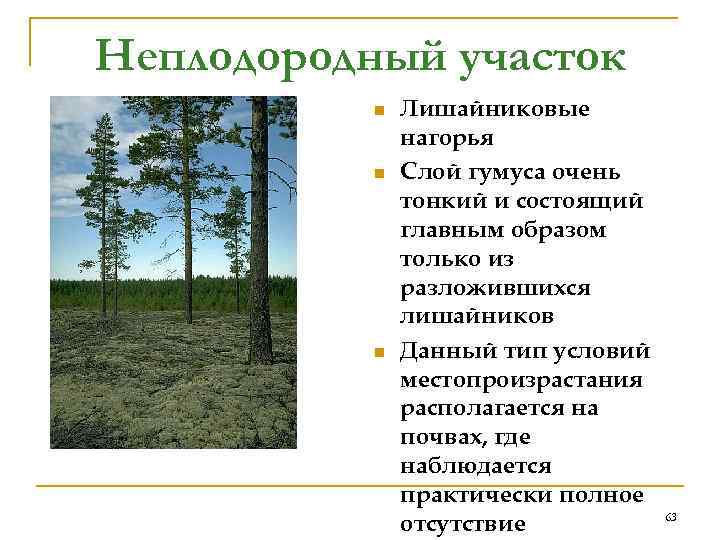 Неплодородный участок  n  Лишайниковые    нагорья  n  Слой