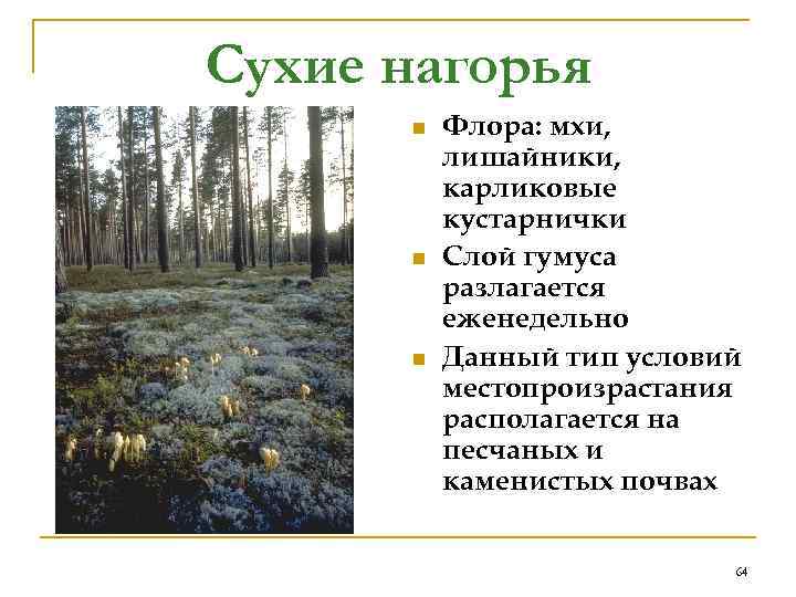 Сухие нагорья  n  Флора: мхи,  лишайники,  карликовые  кустарнички 