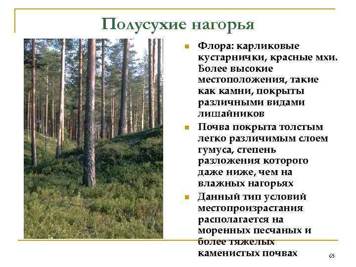 Полусухие нагорья   n  Флора: карликовые   кустарнички, красные мхи. 