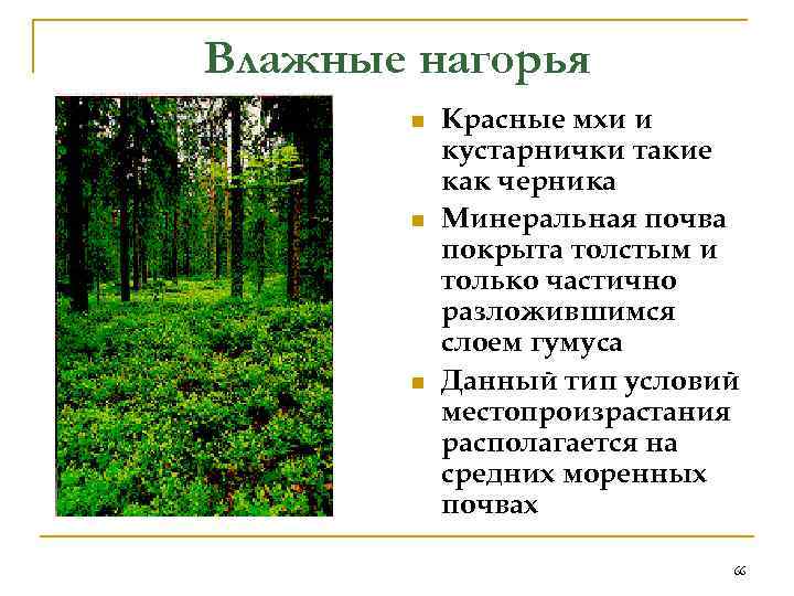 Влажные нагорья   n  Красные мхи и   кустарнички такие 