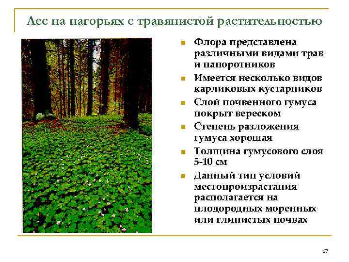 Лес на нагорьях с травянистой растительностью    n  Флора представлена 