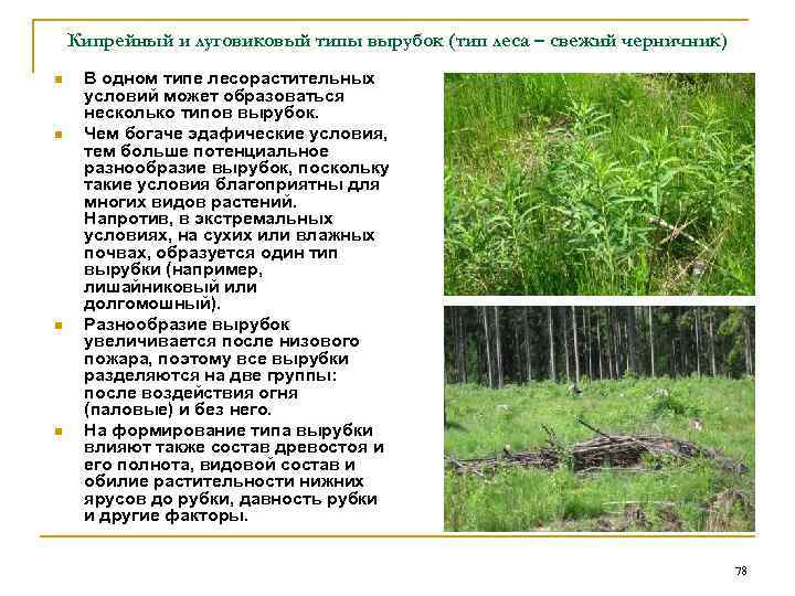   Кипрейный и луговиковый типы вырубок (тип леса – свежий черничник) n 