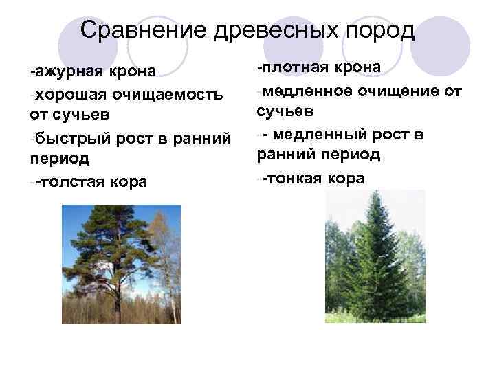  Сравнение древесных пород -ажурная крона  -плотная крона -хорошая очищаемость -медленное очищение от