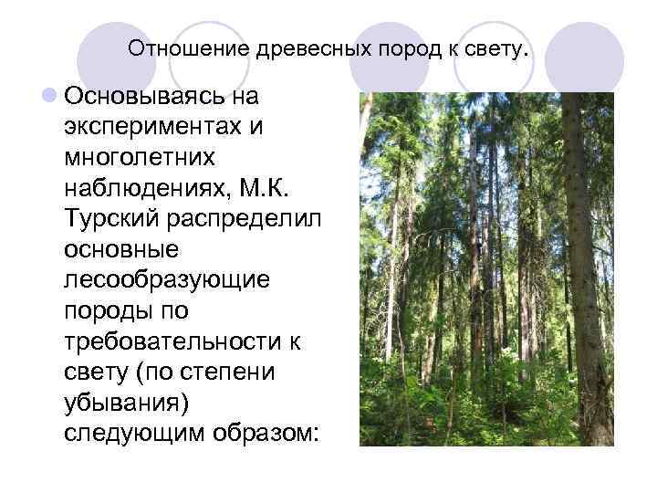 Отношение к свету. Отношение древесных пород к свету. Лес и свет отношение древесных пород к свету. Древесные породы по отношению к свету. Светолюбие древесных пород..