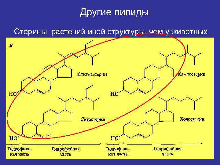     Другие липиды Стерины растений иной структуры, чем у животных 