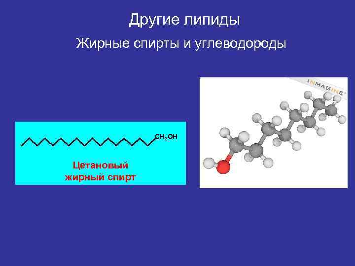    Другие липиды Жирные спирты и углеводороды    СН 2