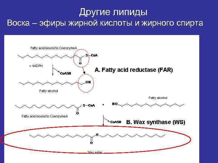     Другие липиды Воска – эфиры жирной кислоты и жирного спирта