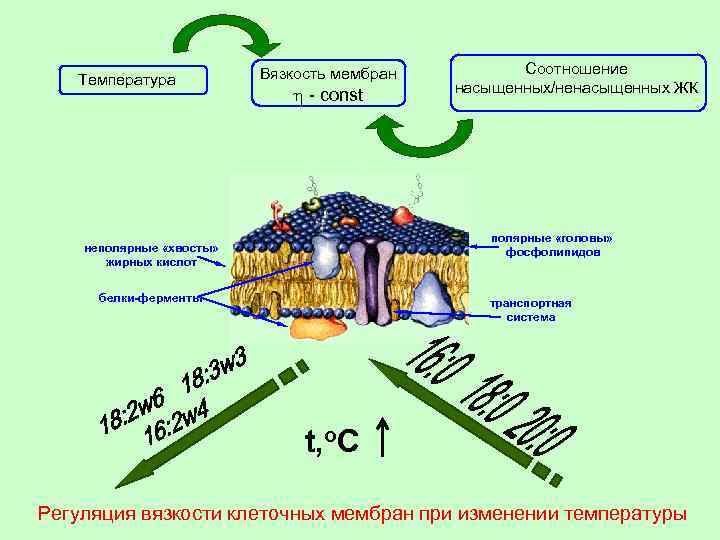 Вязкость клетки