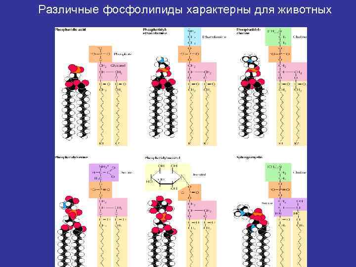 Различные фосфолипиды характерны для животных 