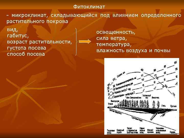     Фитоклимат - микроклимат,  складывающийся под влиянием определенного растительного покрова