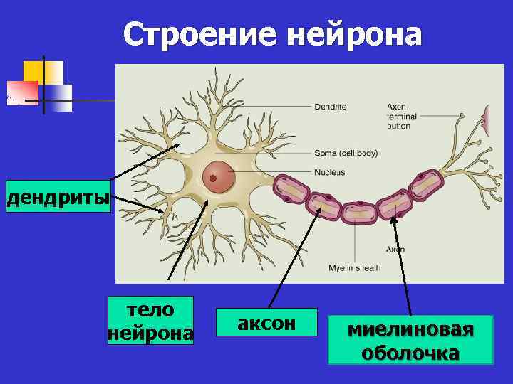 Дендриты и тело нейрона образуют