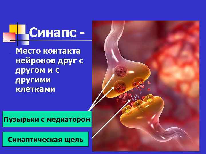 Синапс n Место контакта нейронов друг с другом и с другими клетками Пузырьки с