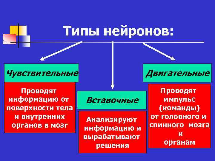 Типы нейронов: Чувствительные Двигательные Проводят информацию от поверхности тела и внутренних органов в мозг