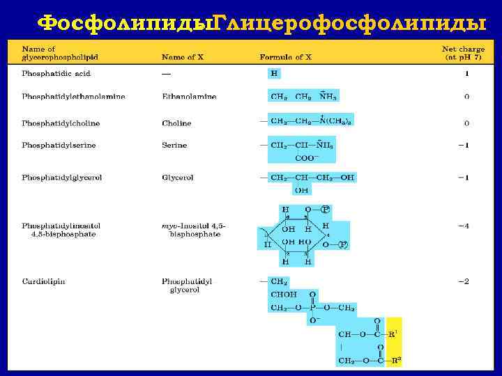 Фосфолипиды. Глицерофосфолипиды   . 