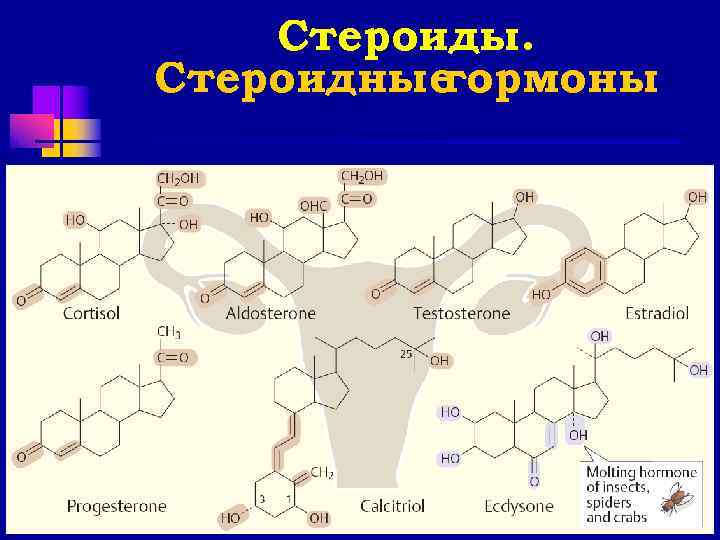   Стероиды. Стероидныегормоны 