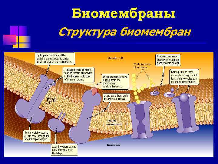  Биомембраны Структура биомембран 