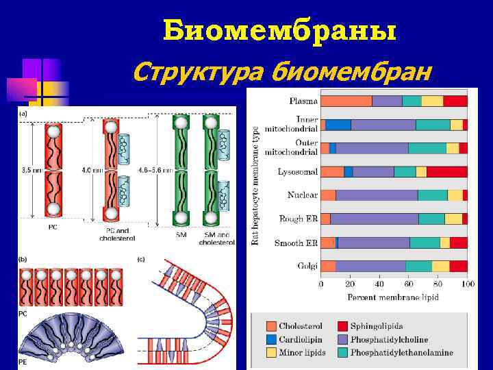  Биомембраны Структура биомембран 