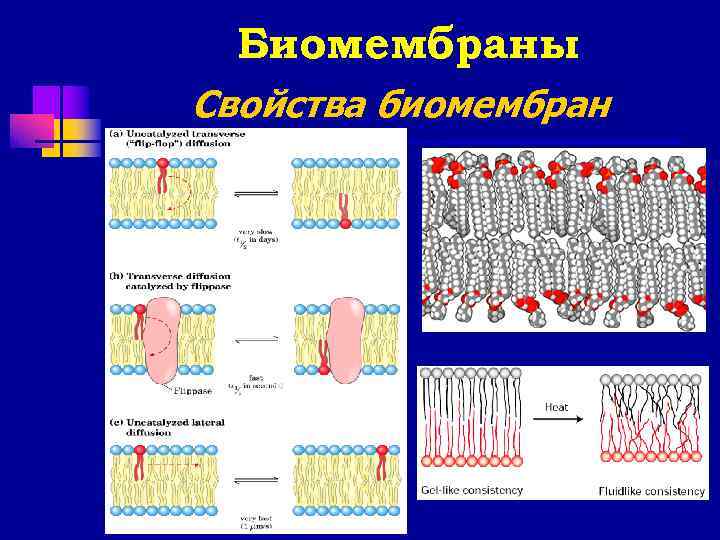  Биомембраны Свойства биомембран 