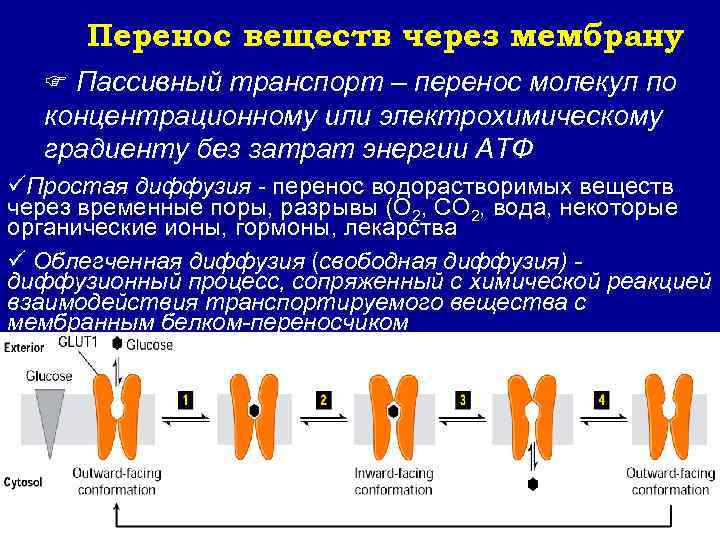  Перенос веществ через мембрану  F Пассивный транспорт – перенос молекул по 