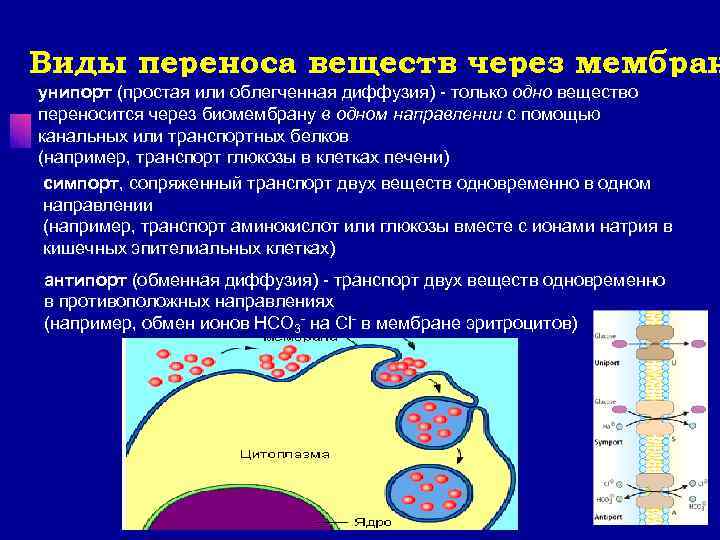 Виды переноса веществ через мембран унипорт (простая или облегченная диффузия) - только одно вещество