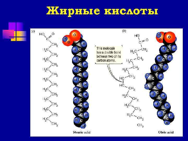 Жирные кислоты 