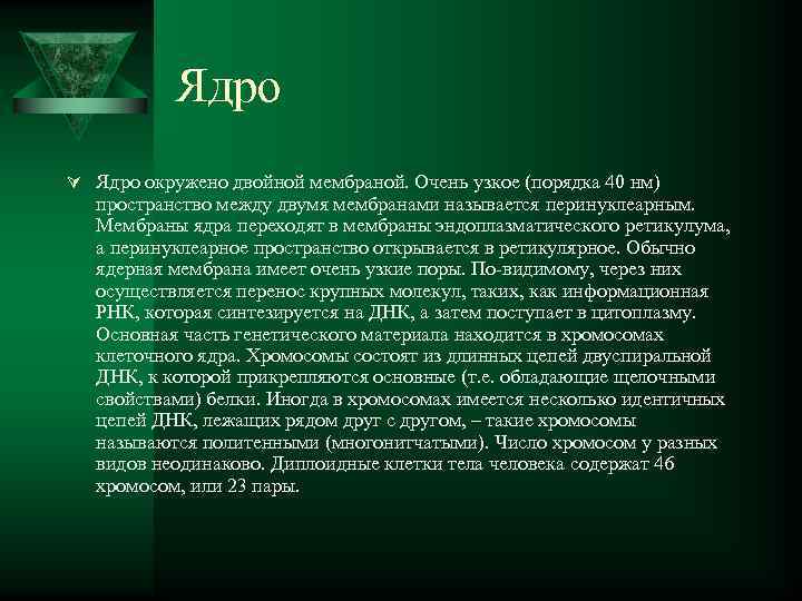   Ядро Ú Ядро окружено двойной мембраной. Очень узкое (порядка 40 нм) 