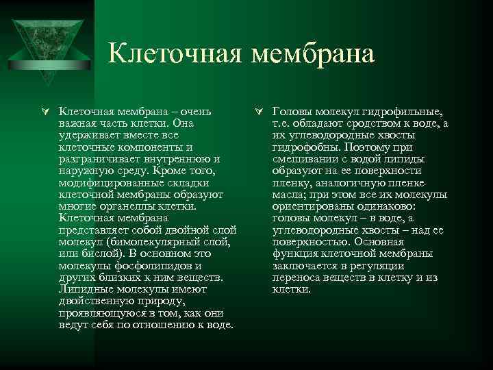   Клеточная мембрана Ú Клеточная мембрана – очень   Ú Головы молекул