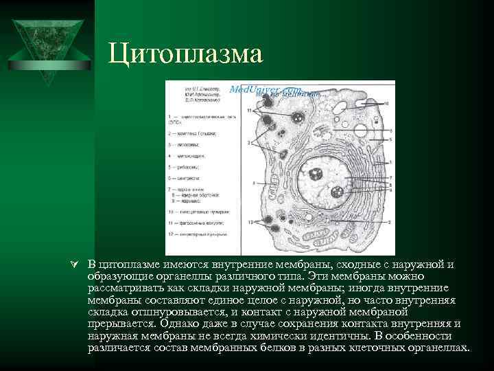  Цитоплазма Ú В цитоплазме имеются внутренние мембраны, сходные с наружной и  образующие