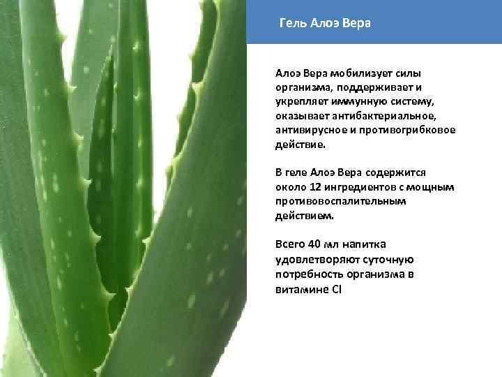 Гель Алоэ Вера мобилизует силы организма, поддерживает и укрепляет иммунную систему, оказывает антибактериальное, антивирусное