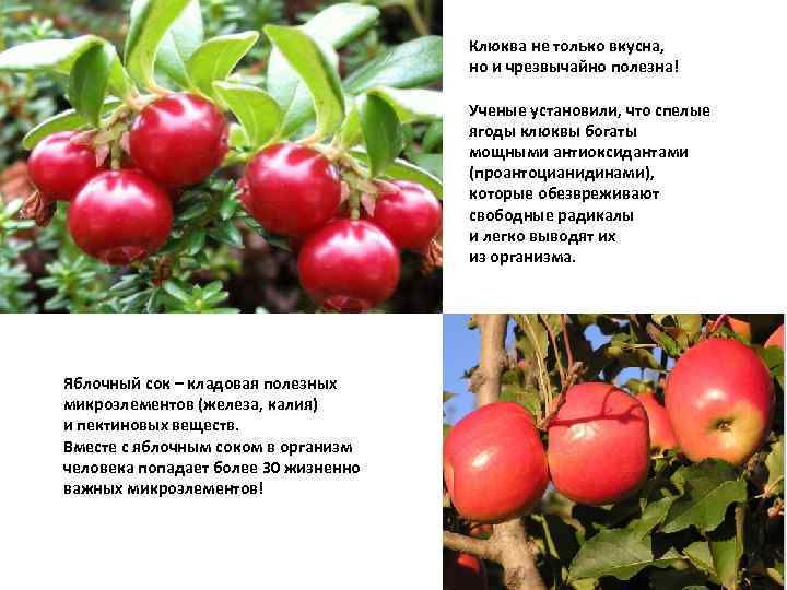 Клюква не только вкусна, но и чрезвычайно полезна! Ученые установили, что спелые ягоды клюквы