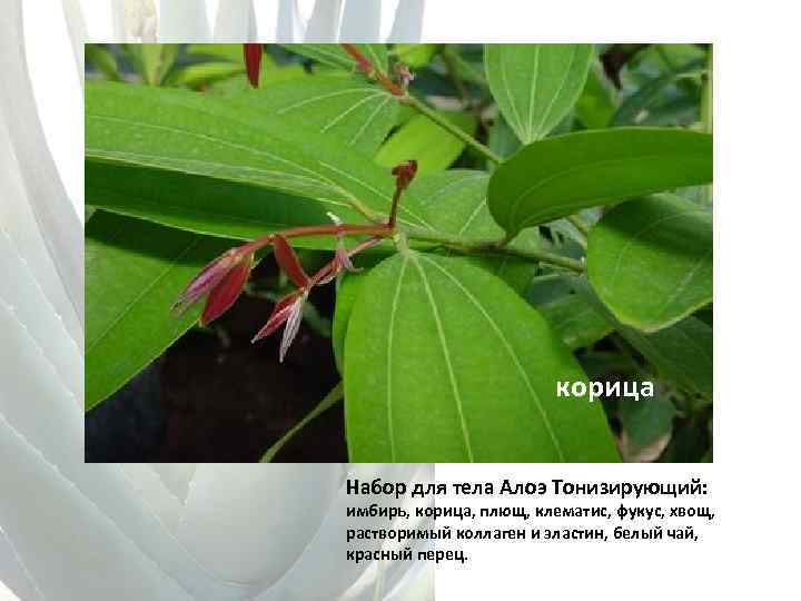 корица Набор для тела Алоэ Тонизирующий: имбирь, корица, плющ, клематис, фукус, хвощ, растворимый коллаген