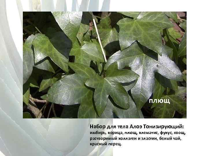 плющ Набор для тела Алоэ Тонизирующий: имбирь, корица, плющ, клематис, фукус, хвощ, растворимый коллаген