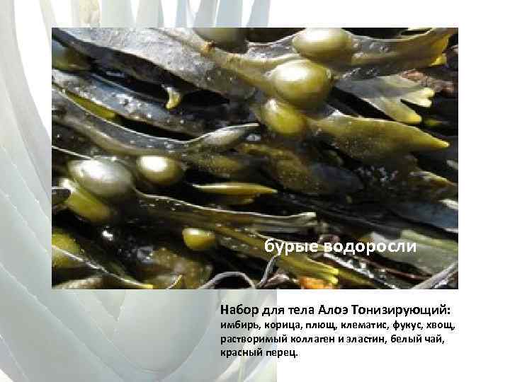 бурые водоросли Набор для тела Алоэ Тонизирующий: имбирь, корица, плющ, клематис, фукус, хвощ, растворимый