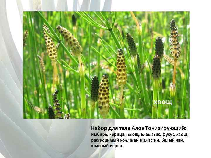 хвощ Набор для тела Алоэ Тонизирующий: имбирь, корица, плющ, клематис, фукус, хвощ, растворимый коллаген