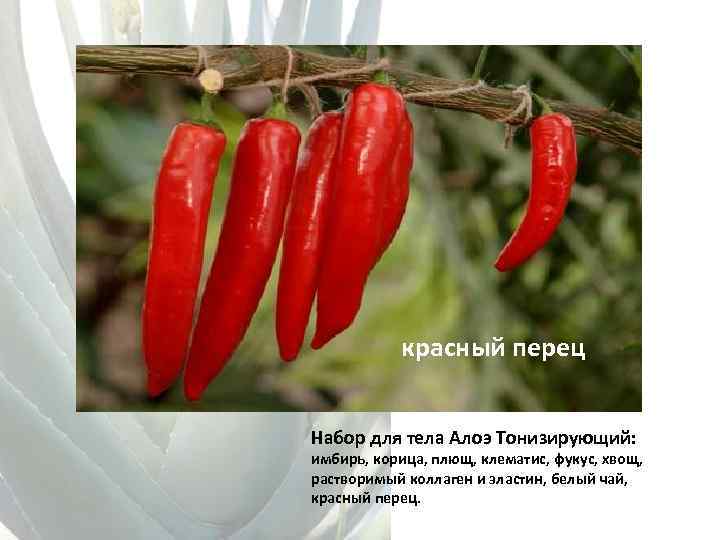 красный перец Набор для тела Алоэ Тонизирующий: имбирь, корица, плющ, клематис, фукус, хвощ, растворимый